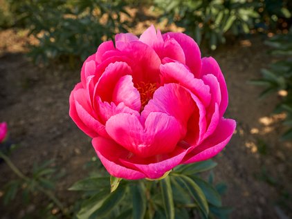 Blüte der Pfingstrose Cytherea