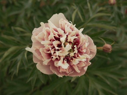 Blüte der Pfingstrose Catherine Constable