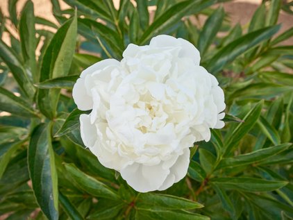 Pfingstrose Mrs. J.V. Edlund
