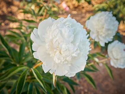 Blüten der Pfingstrose Madame de Vernéville