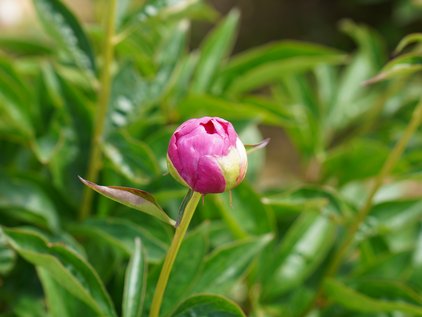 Knospe der Pfingstrose Bouquet Perfect