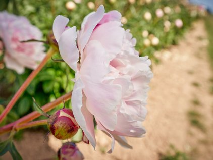 Blüte der Pfingstrose Reine Hortense