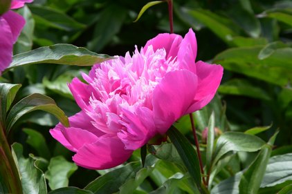 Blüte der Pfingstrose Edulis Superba