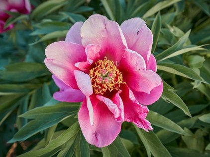 Pfingstrose Itoh Pink Ardour