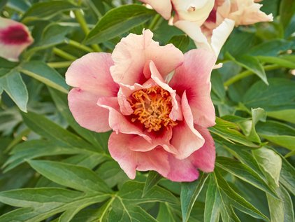 Blüte der Pfingstrose Itoh Old Rose Dandy