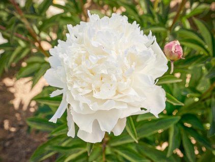 Pfingstrose Odile