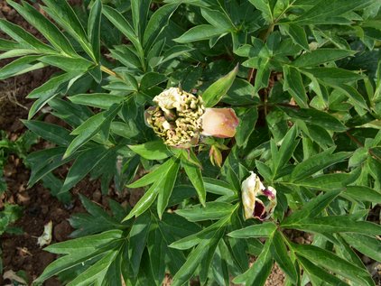 Knospe der Pfingstrose Itoh Border Charm