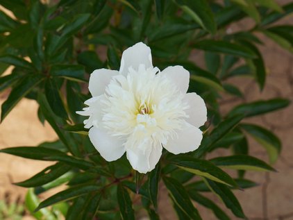 Blüte der Pfingstrose Primevere