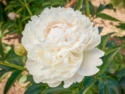 Pfingstrose Puffed Cotton
