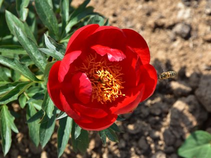 Pfingstrose Red Red Rose