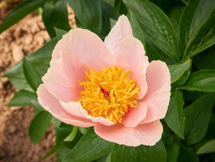 Blüte der Pfingstrose Apricot Whisper