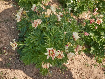 Pflanze der Pfingstrose Itoh Old Rose Dandy