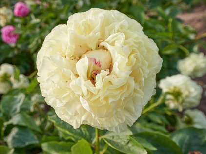 Blüte der Pfingstrose Blonde Vision