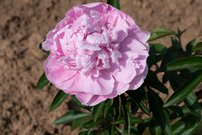 Blüte der Pfingstrose Dr. Alexander Flemming