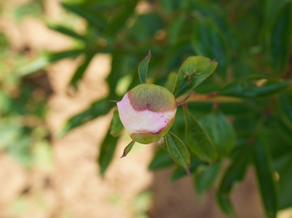 Knospe der Pfingstrose Martha Bulloch