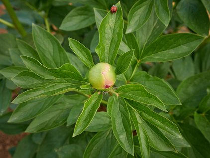 Knospe der Pfingstrose Mary Jo Legare