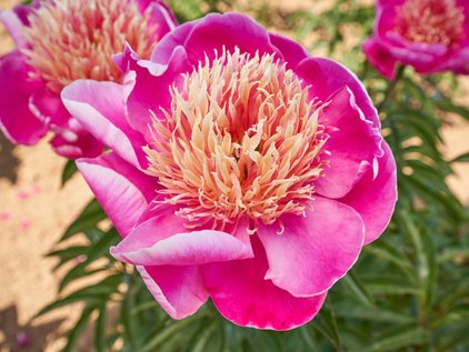 Blüte der Pfingstrose Leslie Peck