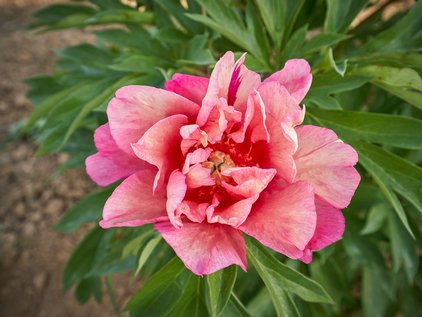 Blüte der Pfingstrose Itoh Hillary