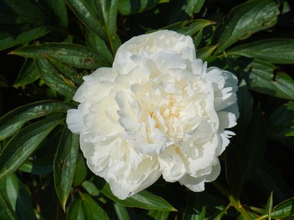 Blüte der Pfingstrose Madame Claude tain