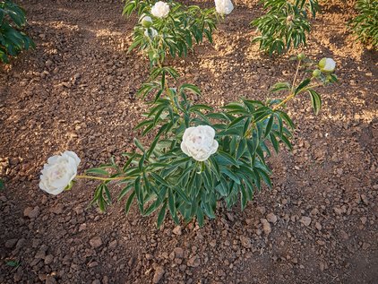 Pfingstrosenpflanze Fairy's Petticoat