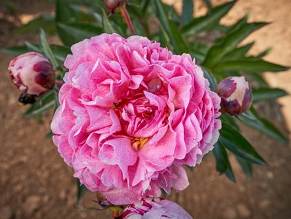 Pfingstrose Sarah Bernhardt "UniqueTM"