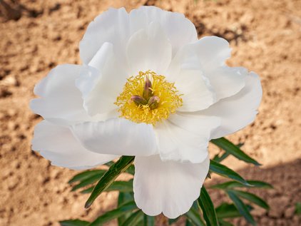 Pfingstrose Nymphe