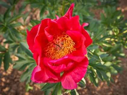 Blüte der Pfingstrose Montezuma