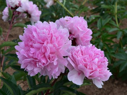 Blüten der Pfingstrose Pietertje Vriend