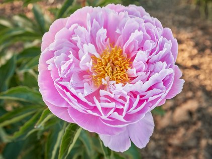 Pfingstrose Pink Charmer