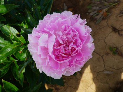 Blüte der Pfingstrose Cotton Candy