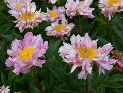 Blüten der Pfingstrose Pink Spritzer