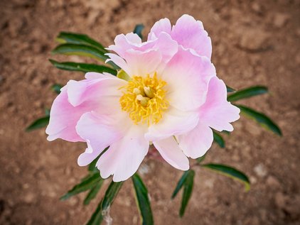 Blüte der Pfingstrose Nymphe