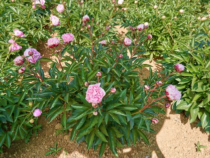 Pfingstrosenpflanze Sarah Bernhardt "UniqueTM"