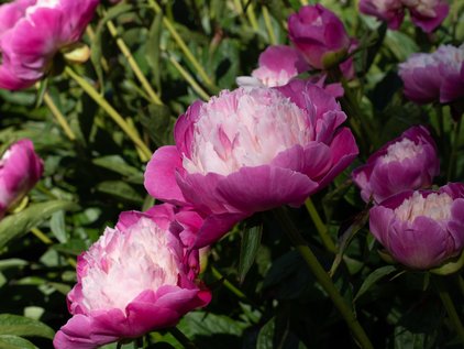 Blüten der Pfingstrose Gay Paree