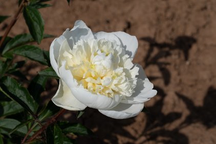 Blüte der Pfingstrose Duchesse de Nemours