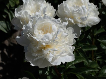 Blüten der Pfingstrose Ann Cousins