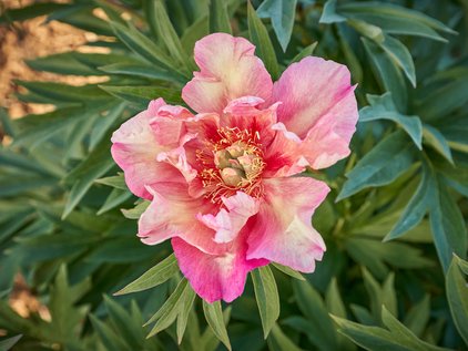 Blüte der Pfingstrose Itoh Julia Rose