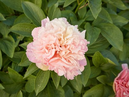 Blüte der Pfingstrose Lois Choice