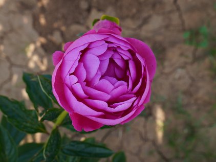 Aufblühen der Pfingstrose Pink Pom Pom