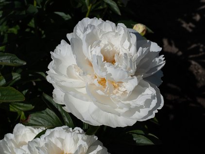 Blüte der Pfingstrose Snow Princess