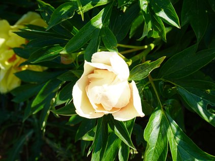 Knospe der Pfingstrose Itoh Canary Brilliants
