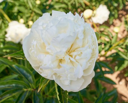 Blüte der Pfingstrose Duchesse de Nemours