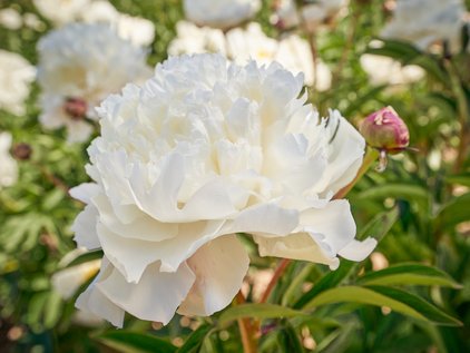 Blüte der Pfingstrose Odile
