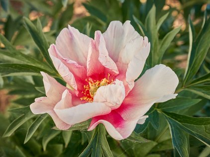 Blüte der Pfingstrose Itoh Pink Double Dandy