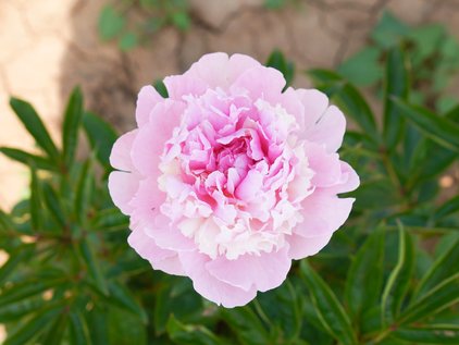 Blüte der Pfingstrose Martha Bulloch
