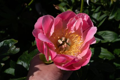 Blüte der Pfingstrose Pink Hawaiian Coral