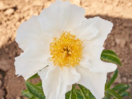 Pfingstrose Krinkled White