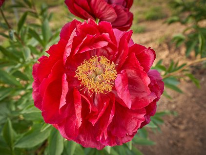 Pfingstrose Red Glory