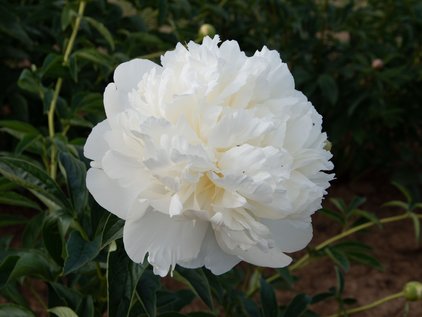 Pfingstrose Princess Bride