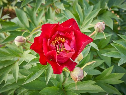 Pfingstrose Itoh Scarlet Heaven